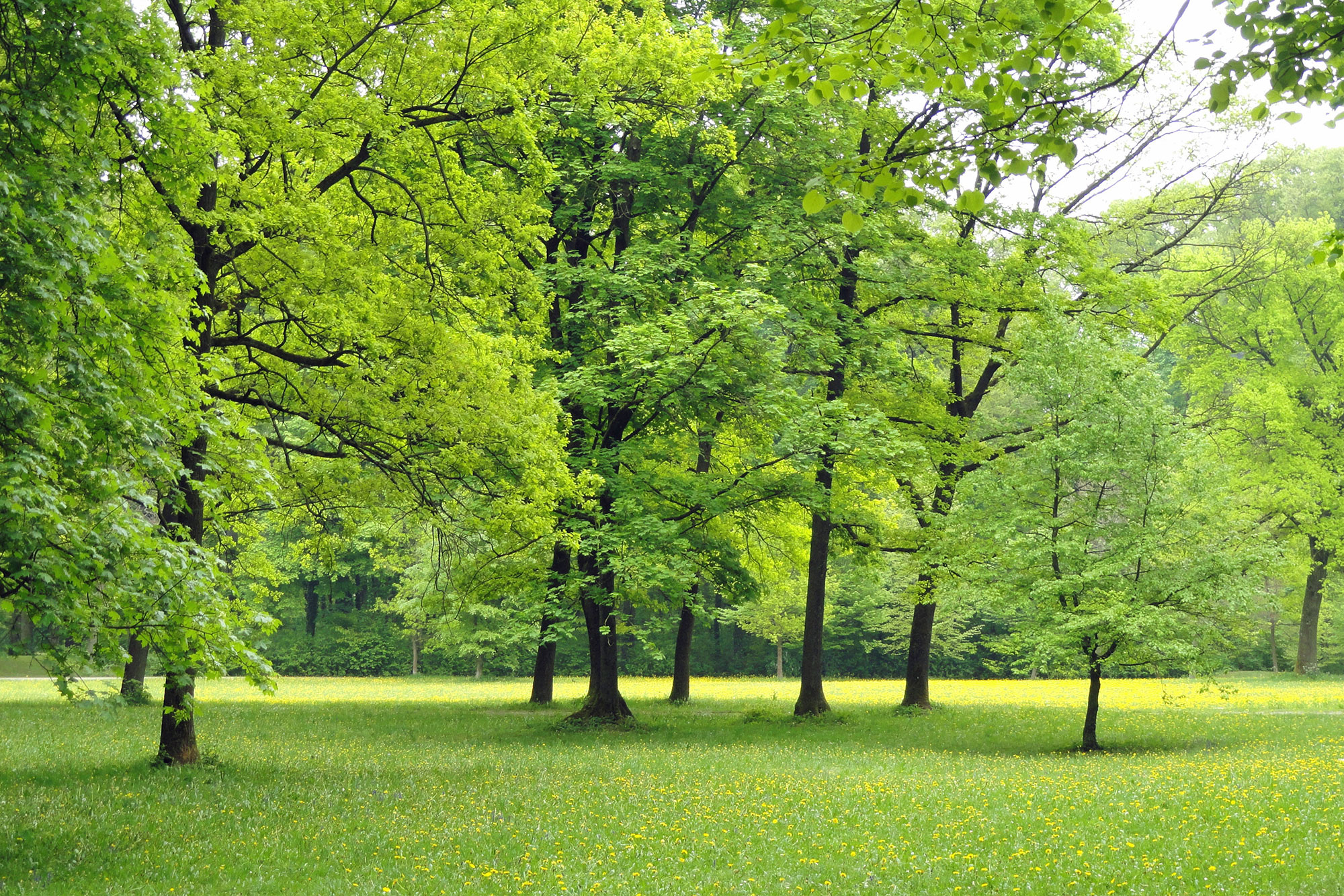 Parkwiese